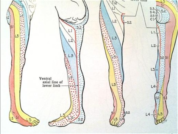 Dermatome chart by Grant�s Atlas of Anatomy